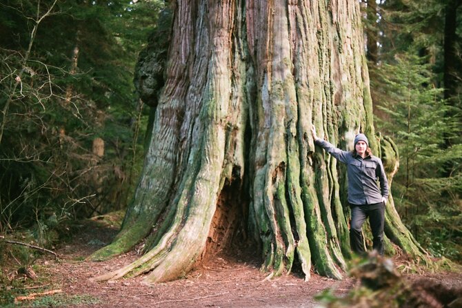 Ancient Trees of Vancouver Walking Tour