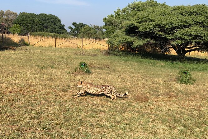 Ann Van Dyk Cheetah Centre Tour From Johannesburg or Pretoria