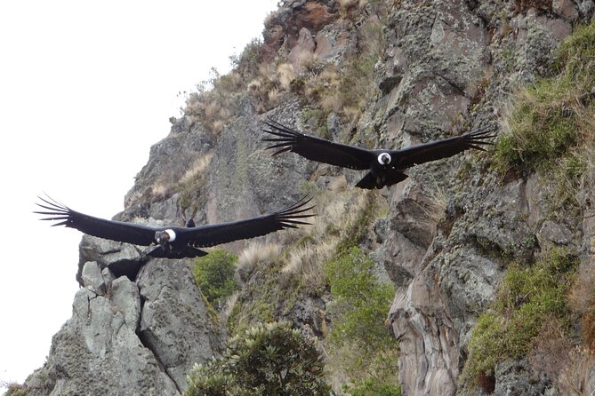Antisana and Condors Watching Day Trip