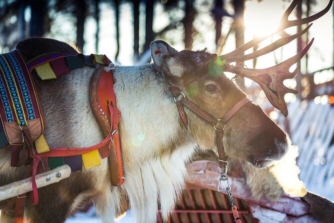 Arctic Animals Combo Safari, Reindeer and Husky Adventure