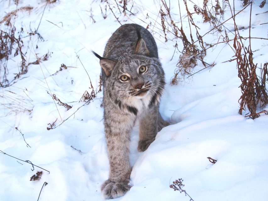 1 arctic day wildlife hot springs half day Arctic Day: Wildlife & Hot Springs Half Day