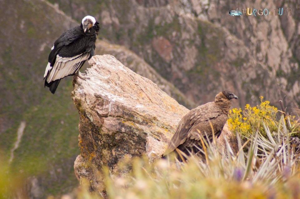 1 arequipa excursion colca canyon option ending in puno Arequipa: Excursion Colca Canyon, Option Ending in Puno