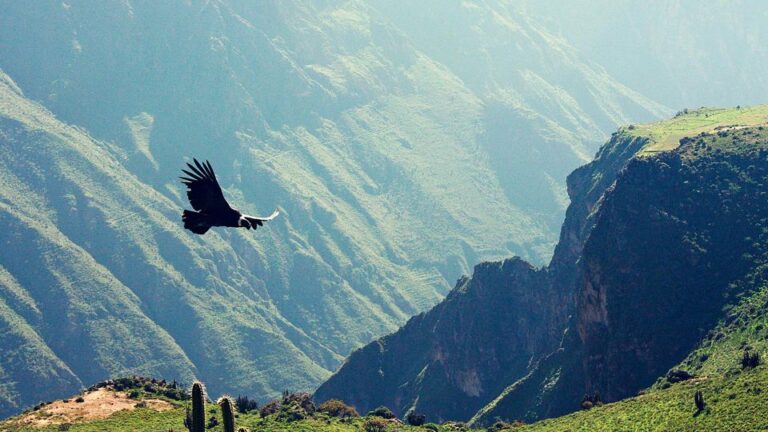 Arequipa: Excursion to the Colca Canyon Ending in Puno