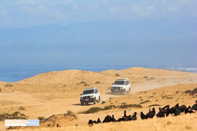 1 atlantic sahara and ocean 4x4 jeep tour with berber lunch Atlantic Sahara and Ocean 4x4 Jeep Tour With Berber Lunch