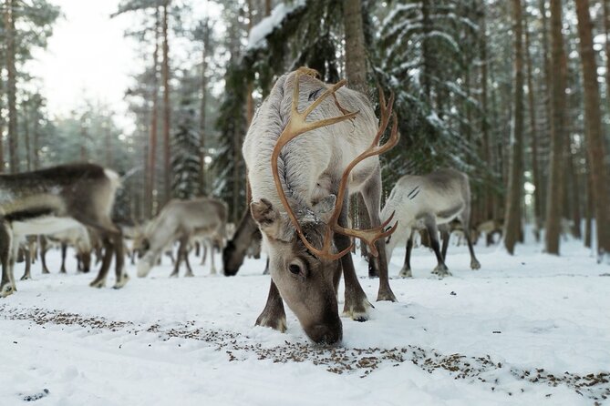 Authentic Reindeer Farm Experience in Rovaniemi