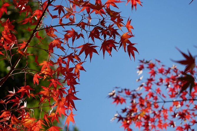 Autumn Leaves Private Tour in Nagoya
