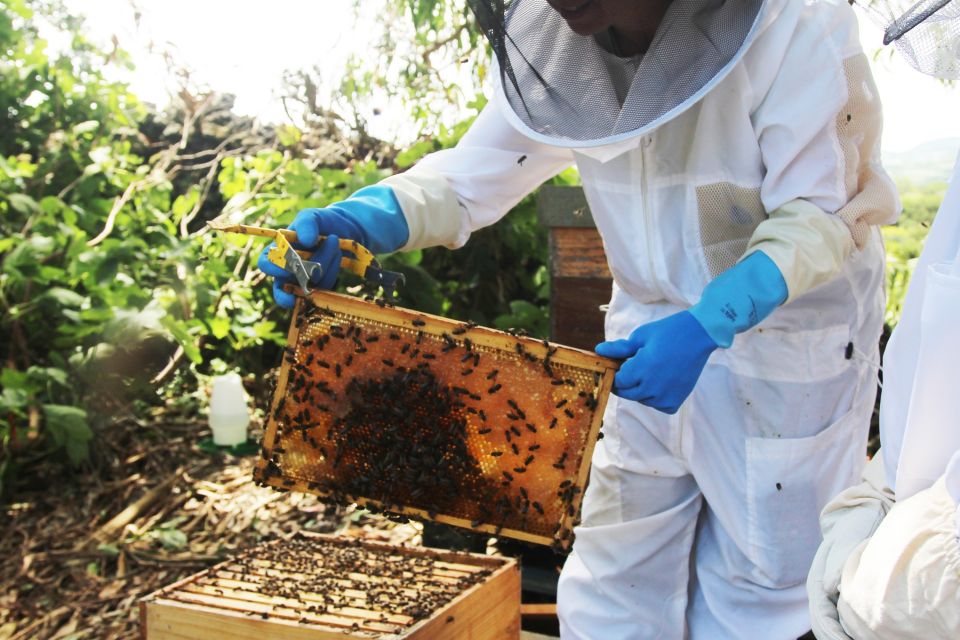 1 azores beekeeping tour and honey taste Azores Beekeeping Tour and Honey Taste