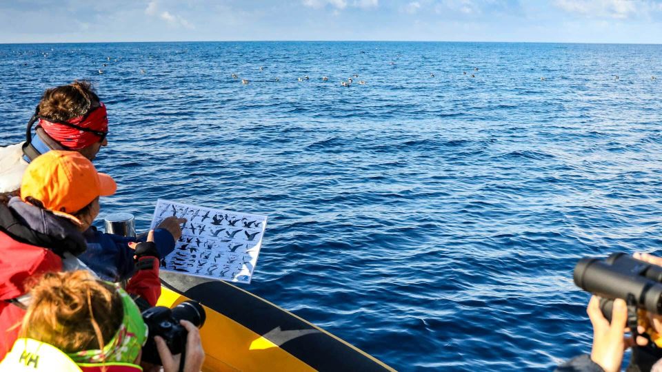 1 azores marine birdwatching Azores Marine Birdwatching Expedition