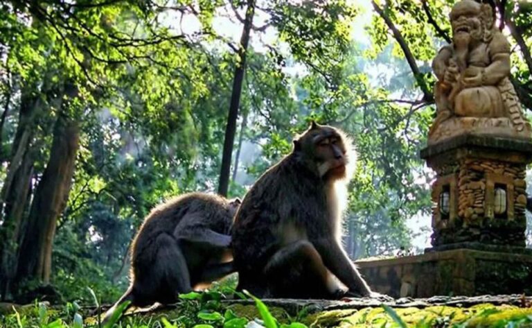 Bali : Ayung Rafting, Monkey Forest and Swing Tour