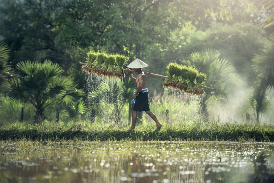 1 bali rice terraces guided hiking Bali: Rice Terraces Guided Hiking Experience