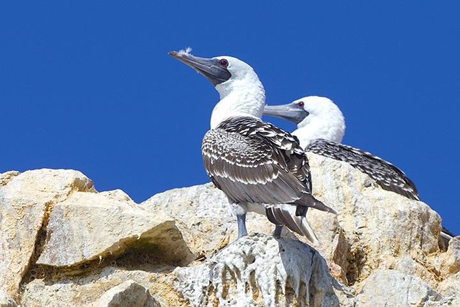 Ballestas Islands Group Tour From Paracas