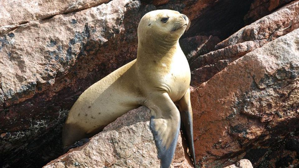 1 ballestas islands paracas national reserve from paracas Ballestas Islands & Paracas National Reserve From Paracas