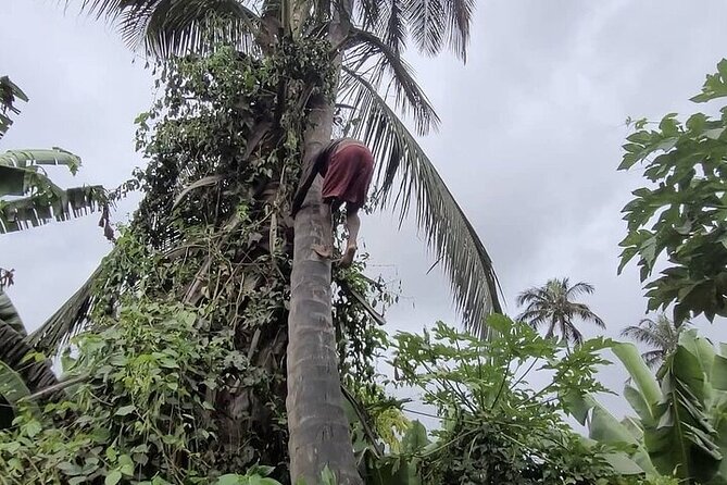 Banana Plantation / Black Sand Beach Experience