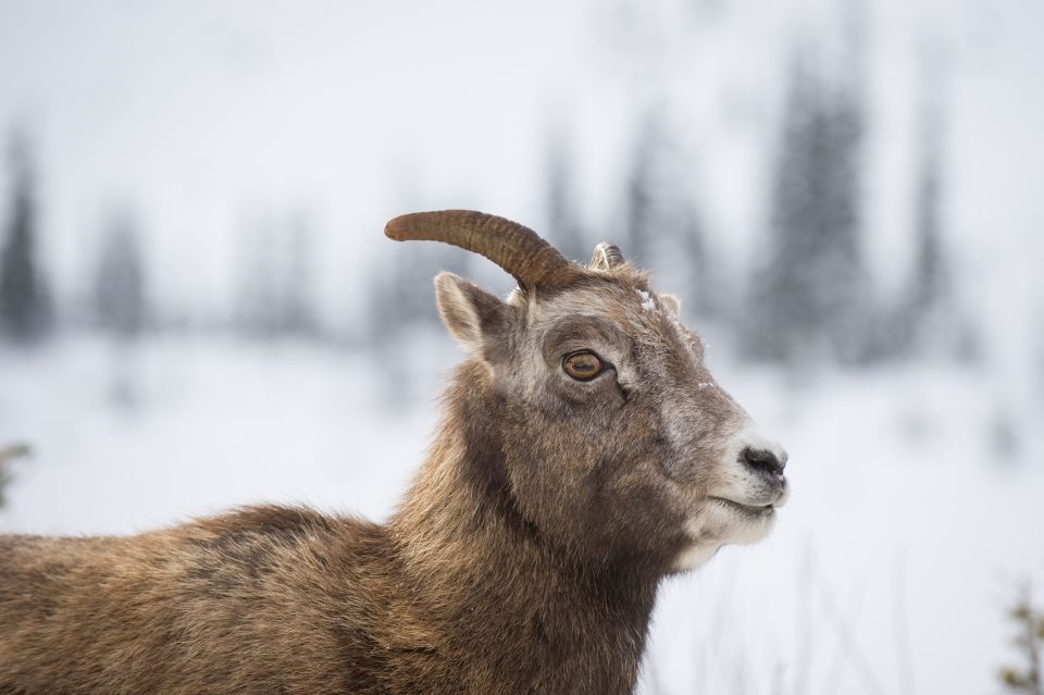 Banff: Best of Banff Nature Walk – 2hrs