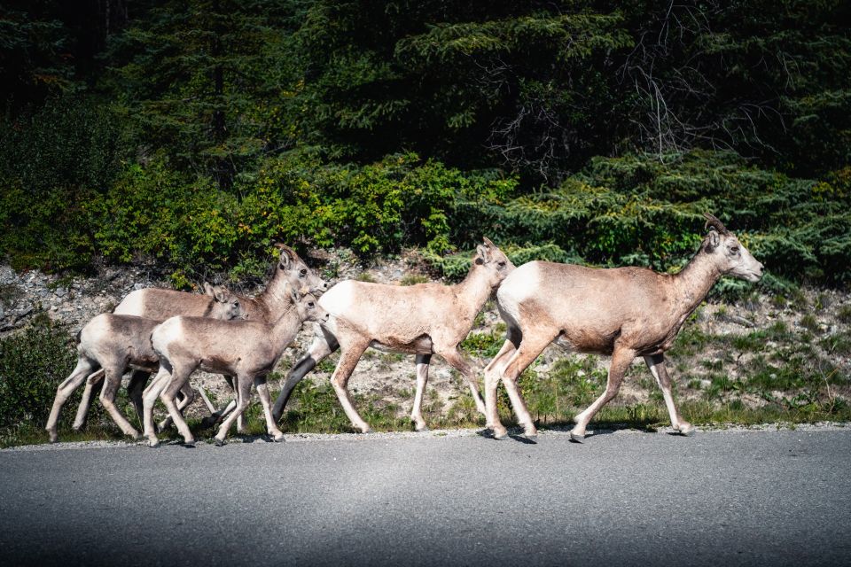 1 banff evening wildlife safari guided tour Banff: Evening Wildlife Safari Guided Tour