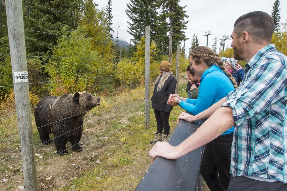 1 banff grizzly bear refuge tour with lunch Banff: Grizzly Bear Refuge Tour With Lunch