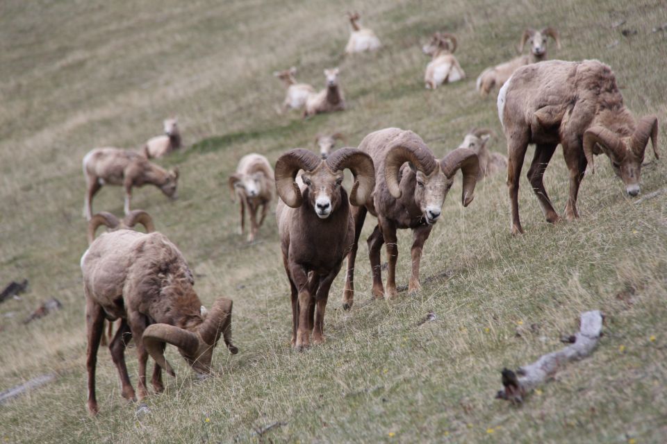 1 banff highlights and wildlife group tour Banff: Highlights and Wildlife Group Tour