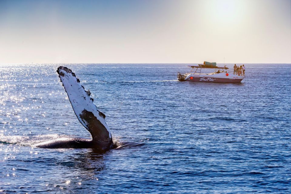 1 bay trip and the arch of cabo san lucas Bay Trip and the Arch of Cabo San Lucas