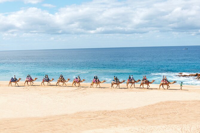 1 beach camel ride encounter in cabo by cactus tours park Beach Camel Ride & Encounter in Cabo by Cactus Tours Park