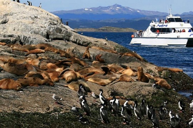 1 beagle channel navigation sea lions island Beagle Channel Navigation - Sea Lions Island