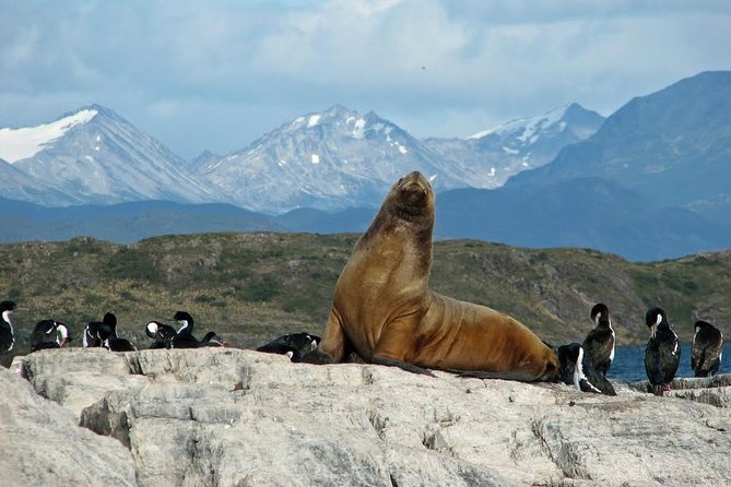 Beagle Channel to Martillo Island and Walk Among Penguins