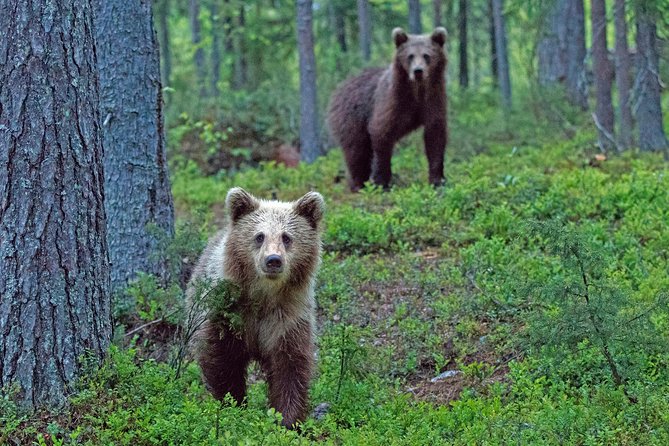 Bear and Cubs Photography