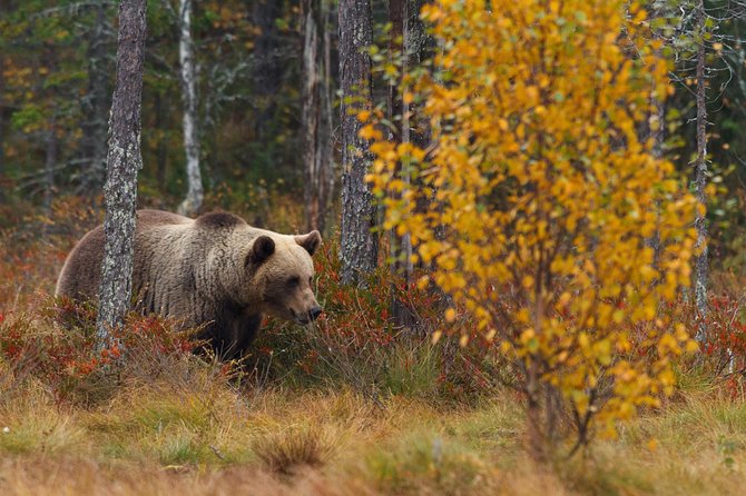 Bear Photography on Autumn - Photography Tips for Autumn Bears