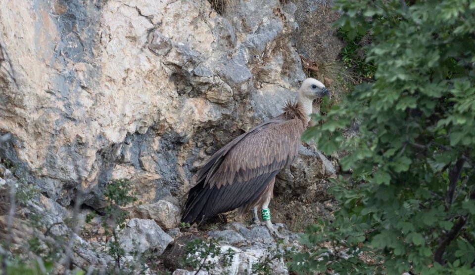 1 beli griffon vultures bird watching boat trip Beli - Griffon Vultures Bird Watching Boat Trip