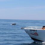 1 benagil 2 5 hour coastal exploration and dolphins tour Benagil: 2.5-Hour Coastal Exploration and Dolphins Tour