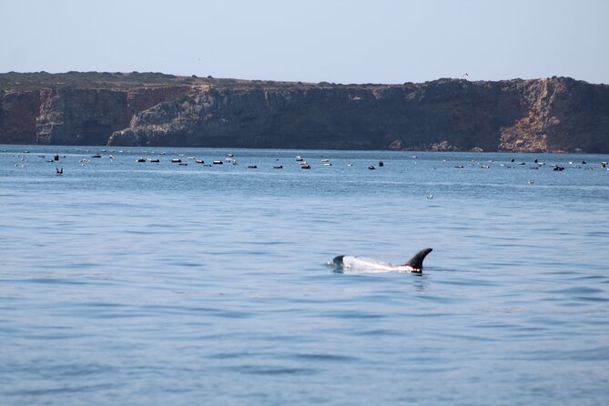 Benagil Caves and Dolphins Tour – Salema Beach