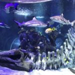 1 benalmadena aquarium visit Benalmadena Aquarium Visit