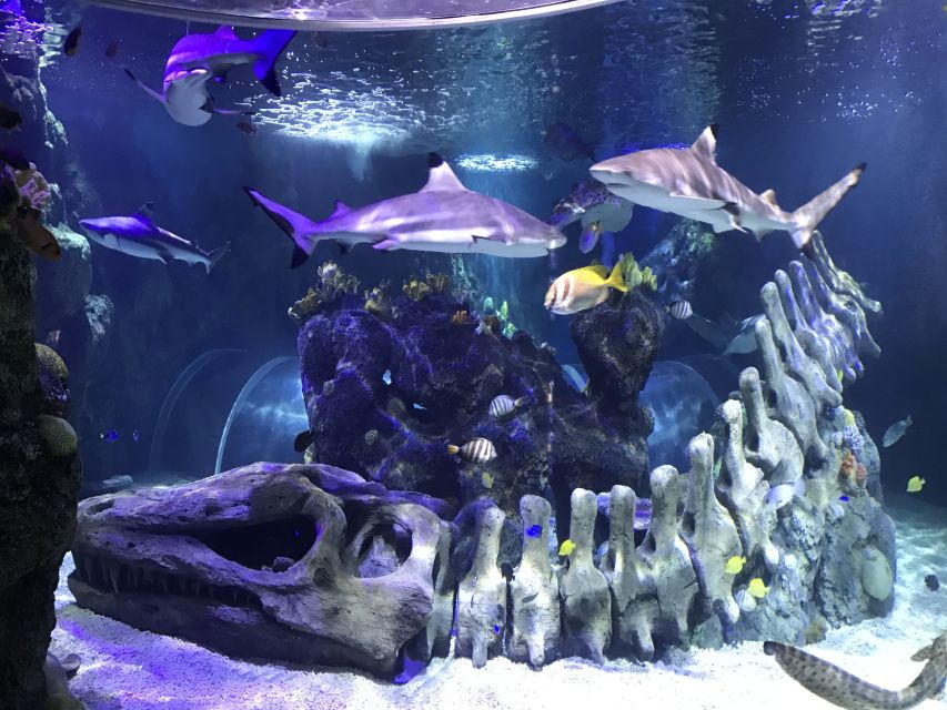 1 benalmadena aquarium visit Benalmadena Aquarium Visit