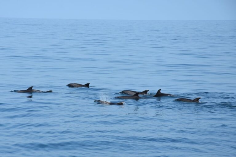 Benalmadena: Dolphin Watching Boat Tour