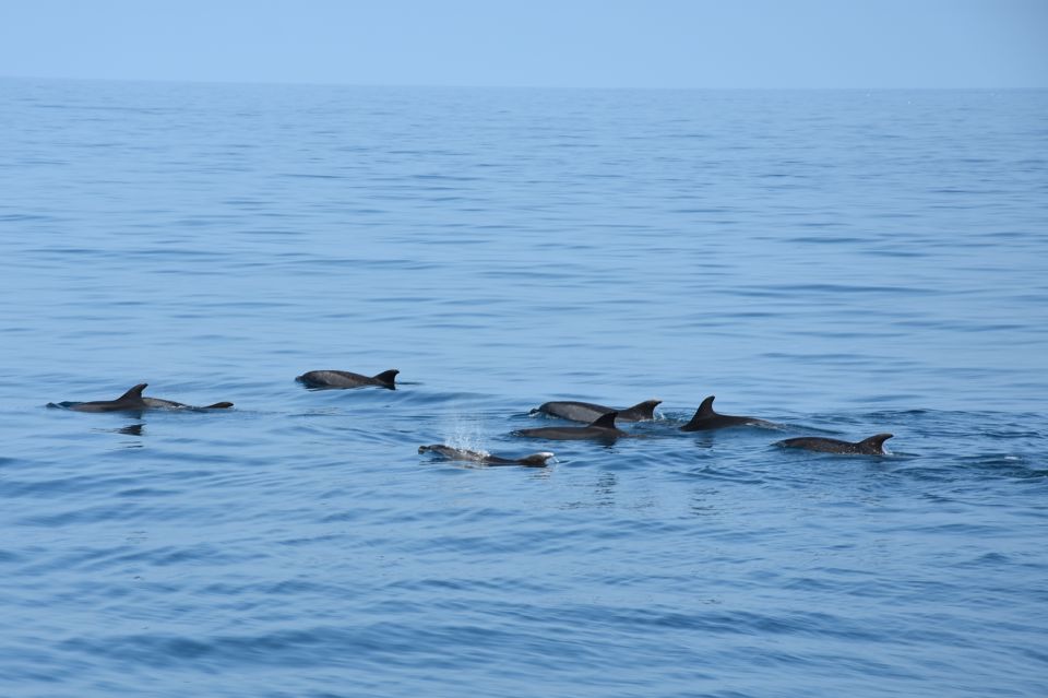 1 benalmadena dolphin watching boat tour Benalmadena: Dolphin Watching Boat Tour