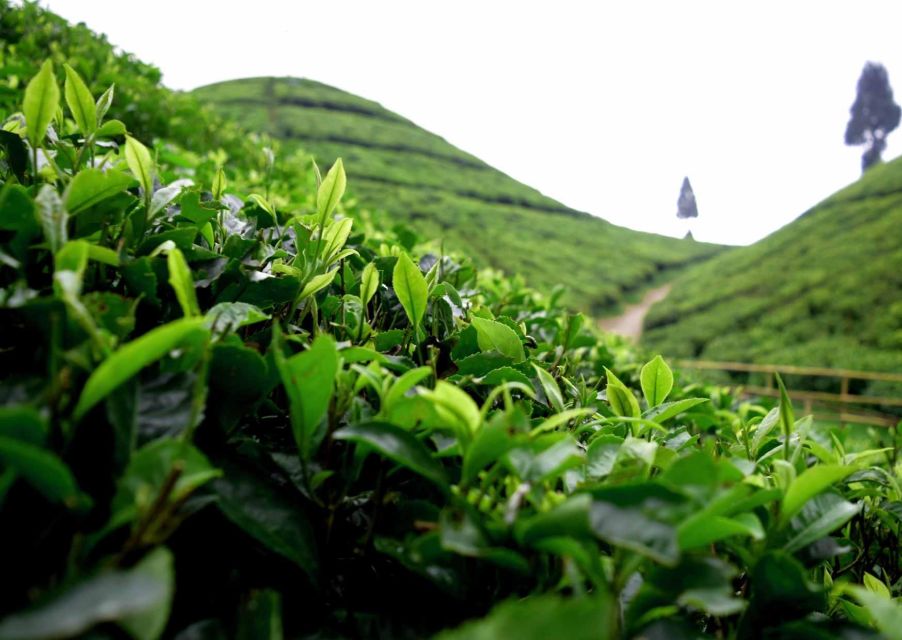 Best of Darjeeling (Guided Halfday Sightseeing Tour by Car) - Experience Highlights