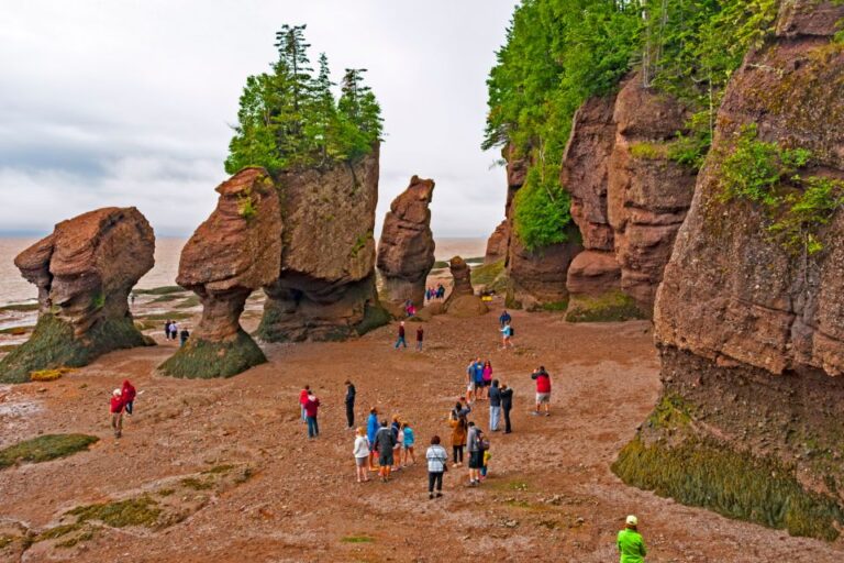Best of Hopewell Rocks & Fundy National Park From Moncton