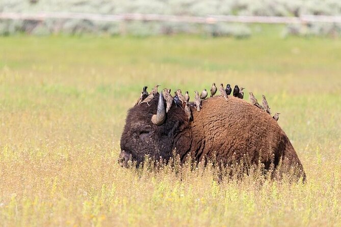 Best Of Yellowstone Full Day Natl Park Tour From Bozeman