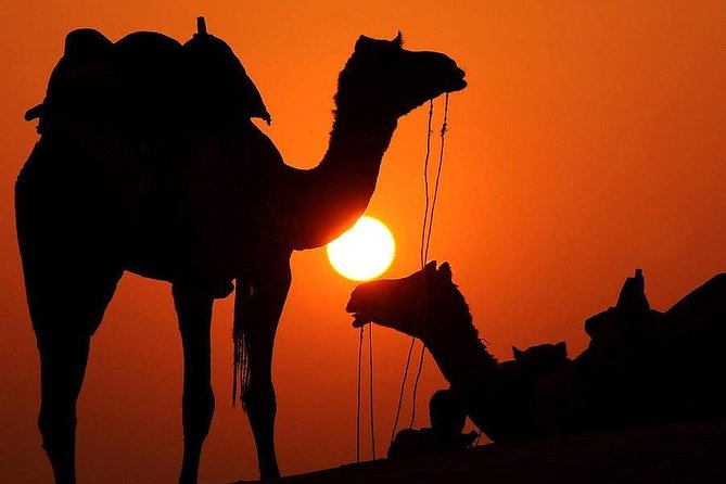 1 best sunset camel ride with tea break in the palm grove of marrakech Best Sunset Camel Ride With Tea Break in the Palm Grove of Marrakech