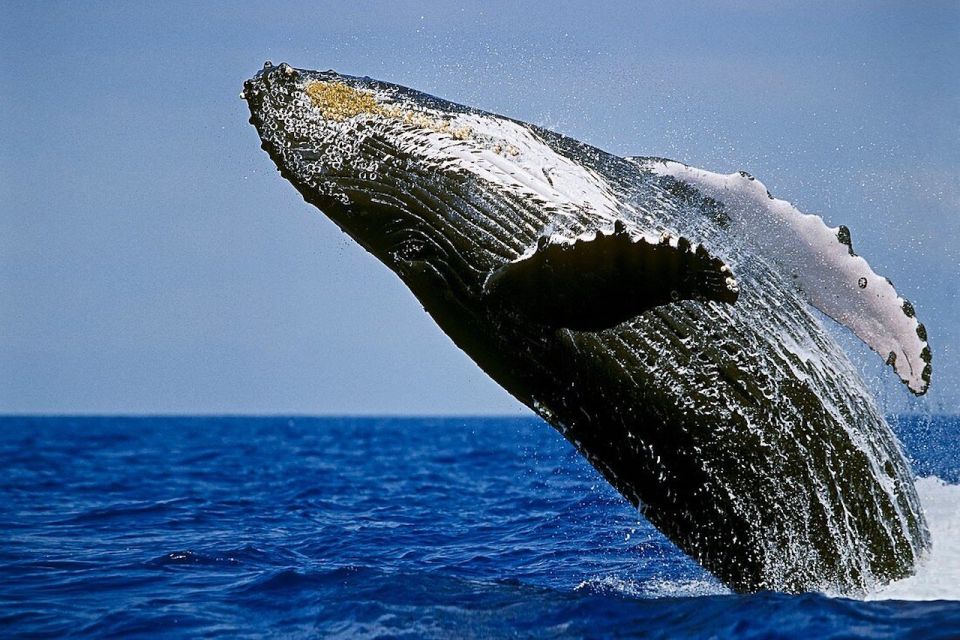 1 big island kona whale watching tour Big Island: Kona Whale Watching Tour