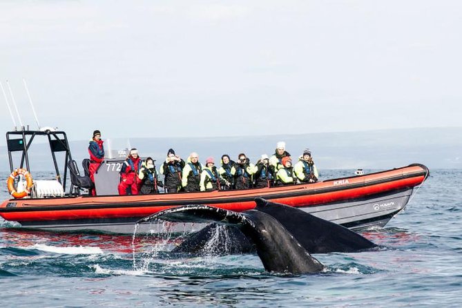 1 big whales puffins rib boat tour from husavik Big Whales & Puffins RIB Boat Tour From Húsavík