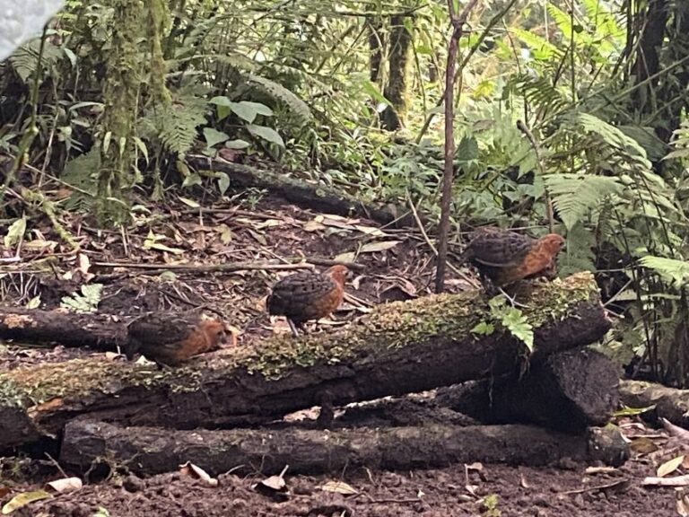 Bird Watching in Cali, Colombia: The San Antonio Fog Forest