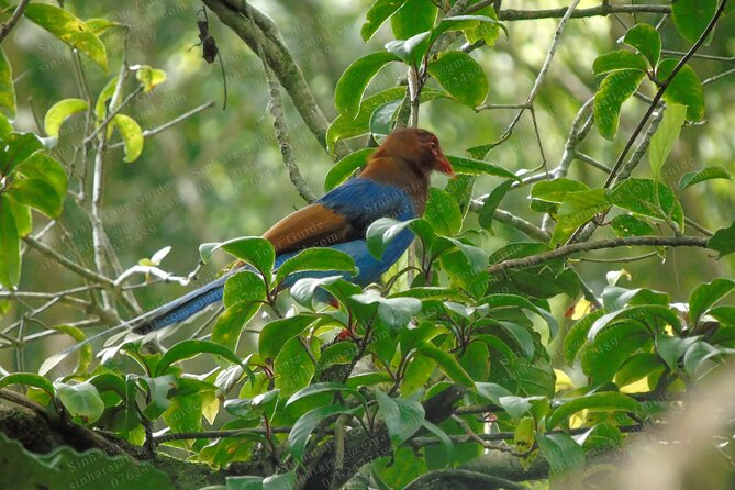 Bird Watching Tours In Sinharaja Rain Forest