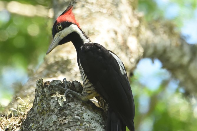 1 birding and nature chaco tour Birding and Nature Chaco Tour