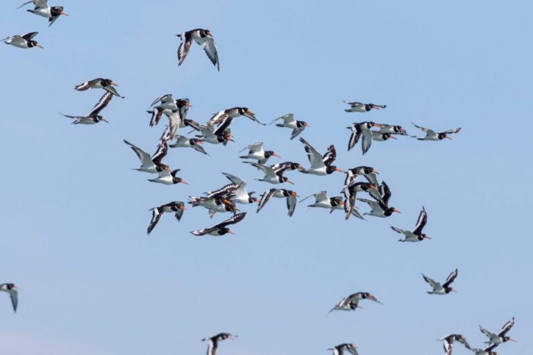 Birdwatching Boat Tour in the Tagus Estuary