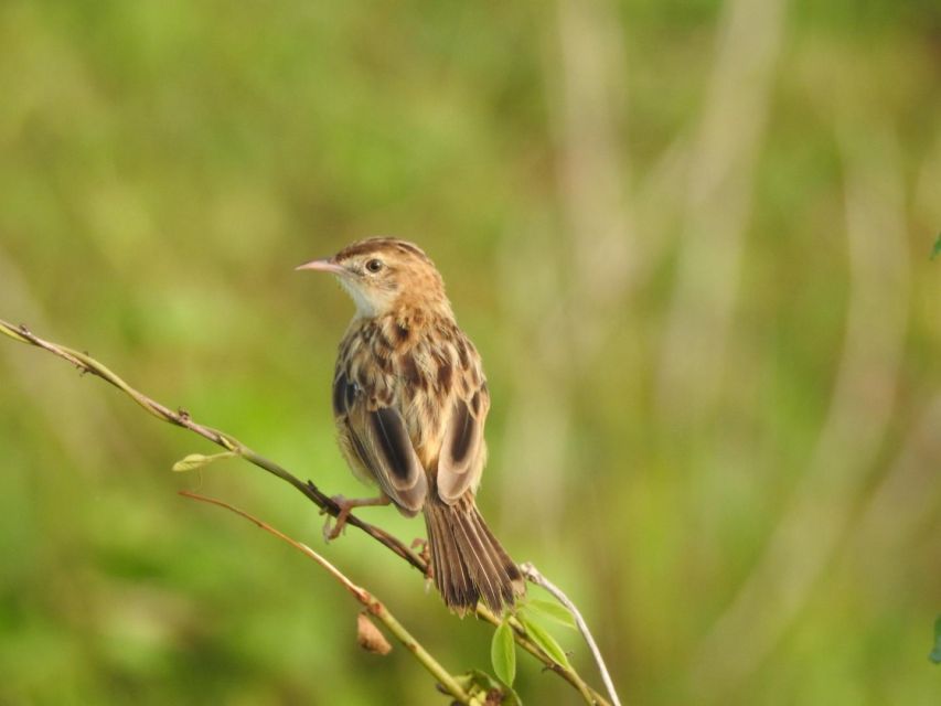 1 birdwatching in kochi Birdwatching in Kochi