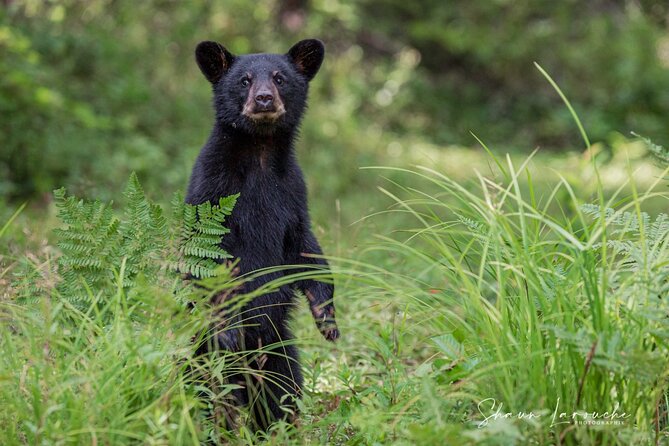 BLACK BEAR VIEWING AND WALKING AT OUTDOOR CTRS CANYON – Saguenay Guided Tours