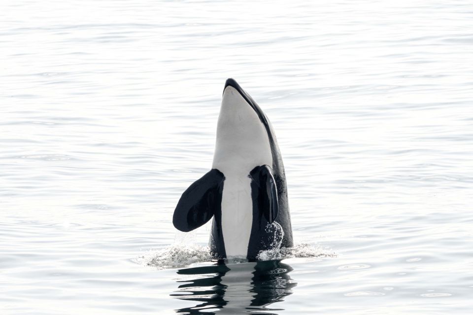 Bleik: Whale Watching Trip by Speedboat With Tea and Muffins