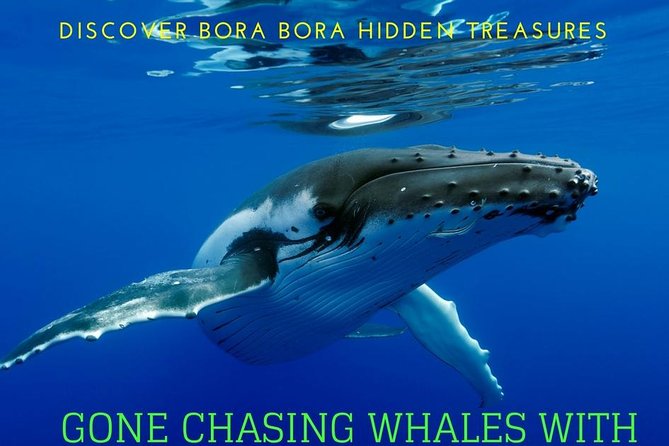 Bora Bora Private Half-Day Whale-Watching Tour