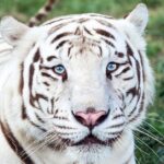 1 branson national tiger sanctuary awareness tour missouri Branson National Tiger Sanctuary Awareness Tour - Missouri