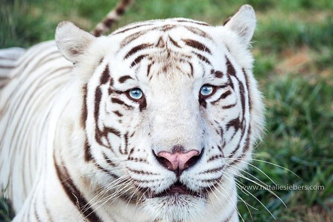 Branson National Tiger Sanctuary Awareness Tour  – Missouri